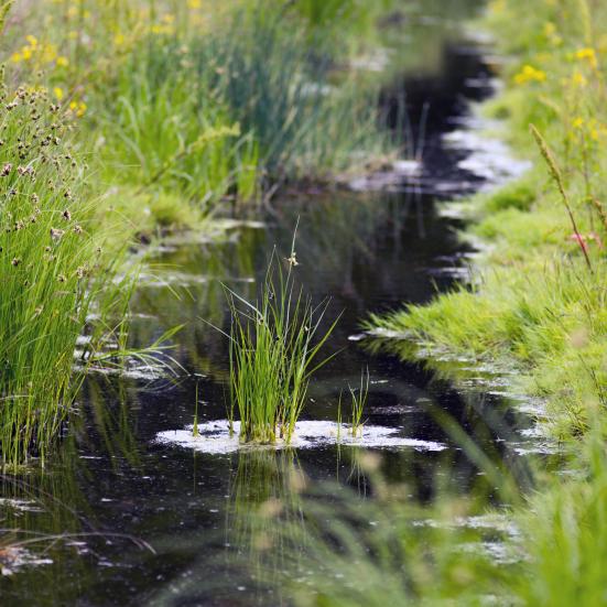Foto af vandløb med græs og sommerblomster langs